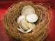 Tax Talk Bullion Nest Egg